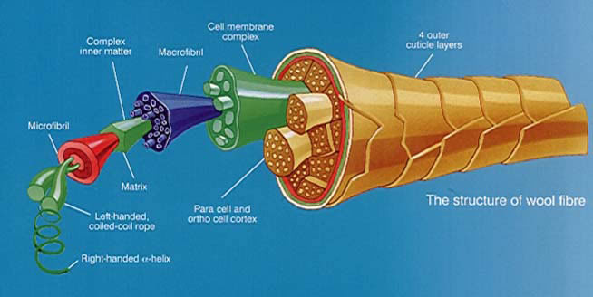 The structure off wool fibre